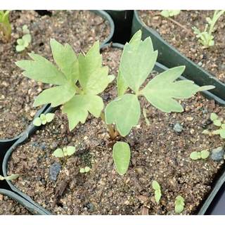 1Gr 270 Hạt Hạt Giống Cần Núi Lovage (B3.204| C26*X42*M171)