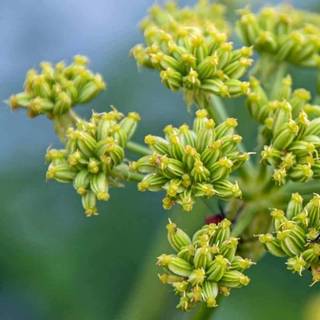 1Gr 270 Hạt Hạt Giống Cần Núi Lovage (B3.204| C26*X42*M171)