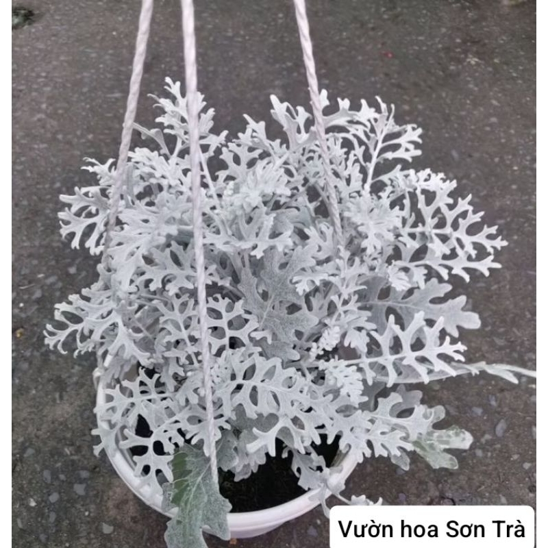 (VHST giao trong ngày) Cây CÚC TUYẾT, ưa mát.