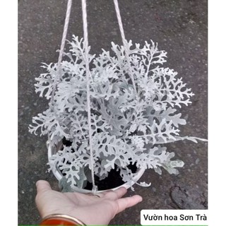 (VHST giao trong ngày) Cây CÚC TUYẾT, ưa mát.