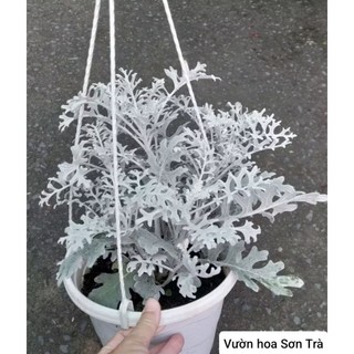 (VHST giao trong ngày) Cây CÚC TUYẾT, ưa mát.