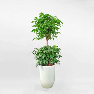 Cây hạnh phúc 2 tầng cao 1m2 - Cây nội thất phong thuỷ.