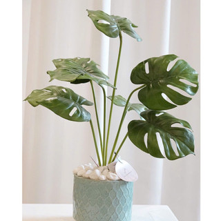 cây giả - cây lá rùa cao 70cm ( để Free ship CHAT ngay với người bán)