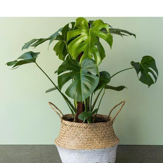 cây giả - cây lá rùa cao 70cm ( để Free ship CHAT ngay với người bán)