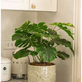 cây giả - cây lá rùa cao 70cm ( để Free ship CHAT ngay với người bán)