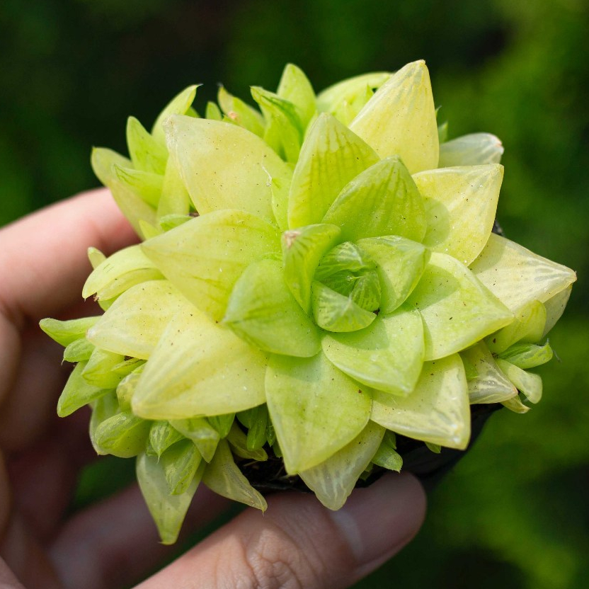 Sen đá ngọc lá nhọn 5-7cm - Vườn sen đá