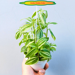 Chậu Cây Thài Lài Cẩm Thạch để bàn làm việc, treo ban công, trang trí nhà - Vườn Thiện Trúc