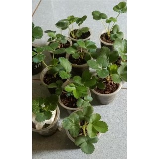Combo 06  Cây giống dâu 🍓 MÔ LY  mích các giống