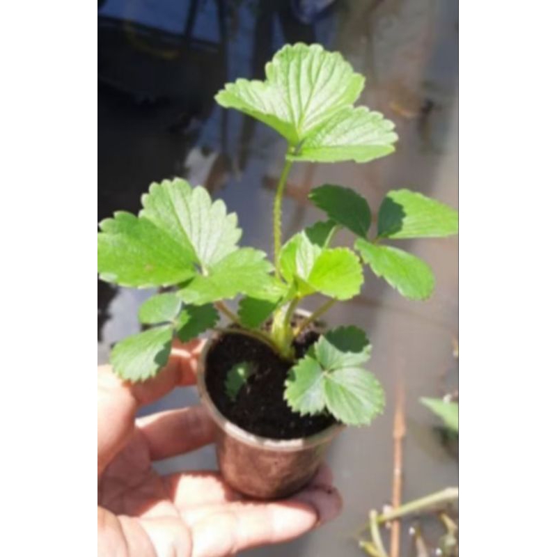 Combo 06  Cây giống dâu 🍓 MÔ LY  mích các giống