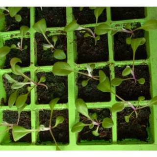 0.1GR 170.HAT Hạt Giống Cúc Lá Bạc Cây Ren Bạc (KD| -KD: B6*V64*M242)