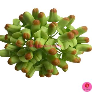 NỤ LAN DENRO ( 50 NỤ)