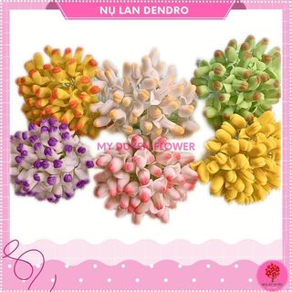 NỤ LAN DENRO ( 50 NỤ)