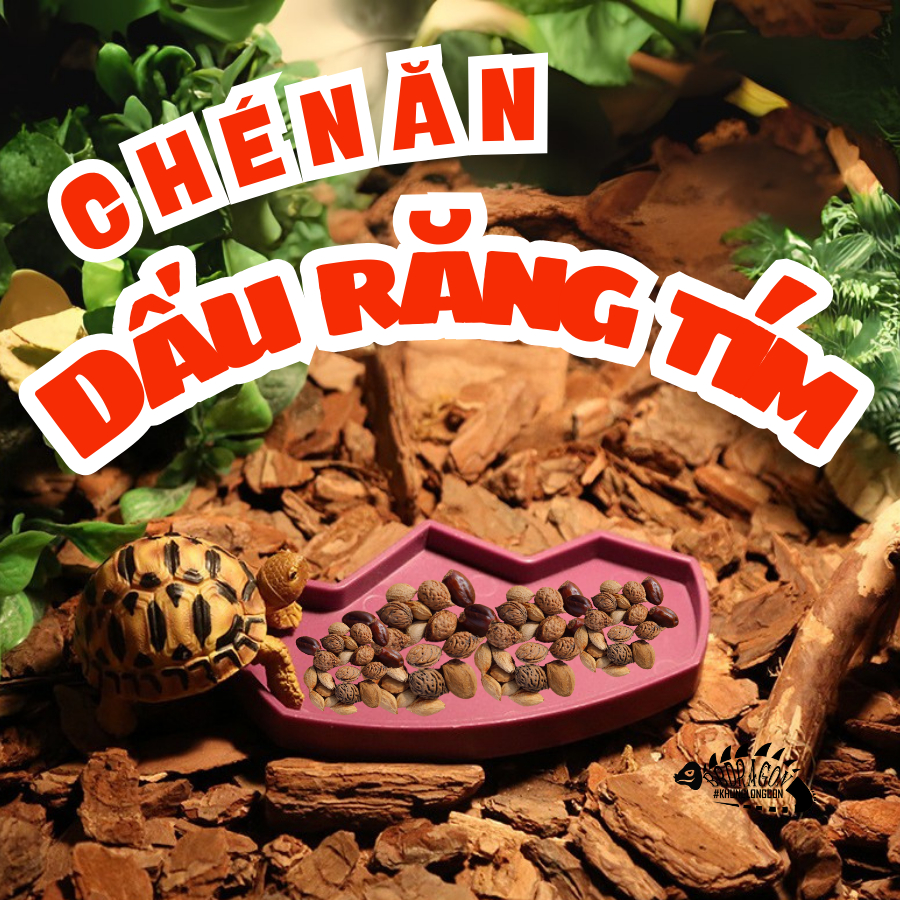 CHÉN KHAY ĂN MÁNG NƯỚC CHO BÒ SÁT THÚ CƯNG IGUANA RÙA CẠN SULCATA RÙA SAO ẤN CHÍNH HÃNG