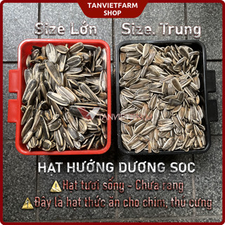   1 kg  Hạt hướng dương sọc ⚡size trung lớn⚡ cho Hamster Vẹt Cookatoo⚡ 