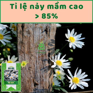 Hạt Giống Cúc Họa Mi RD 864 Rạng Đông, Dễ Trồng, Hoa đều đẹp, Hoa tết dễ trồng Vuonbabylon - Gói 0.03g