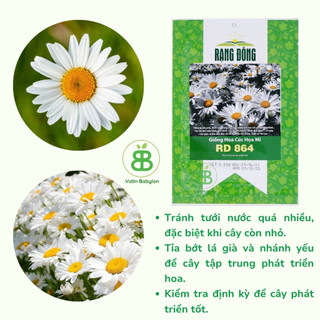 Hạt Giống Cúc Họa Mi RD 864 Rạng Đông, Dễ Trồng, Hoa đều đẹp, Hoa tết dễ trồng Vuonbabylon - Gói 0.03g