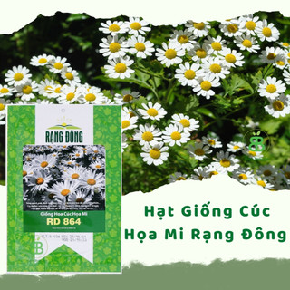 Hạt Giống Cúc Họa Mi RD 864 Rạng Đông, Dễ Trồng, Hoa đều đẹp, Hoa tết dễ trồng Vuonbabylon - Gói 0.03g