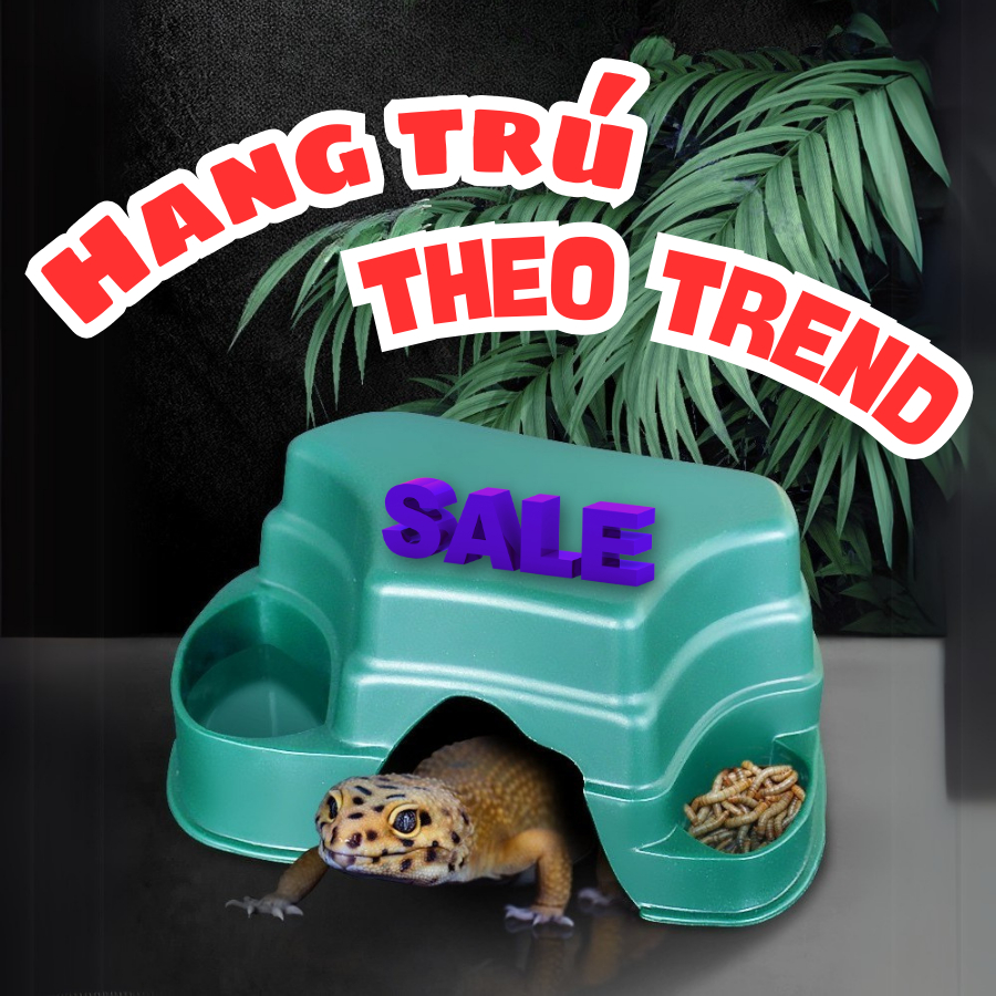 HANG TRÚ THEO TREND CHO BÒ SÁT THÚ CƯNG IGUANA RÙA CẠN SULCATA RÙA SAO ẤN CHÍNH HÃNG