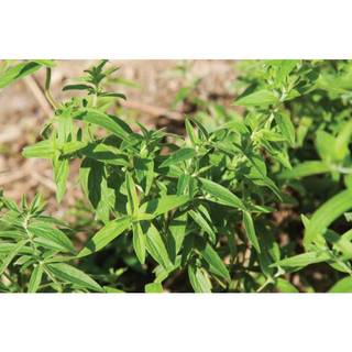 0.1Gr 730.HAT Hạt Giống Bạc Hà Mint Núi (KL| C26*W50*M242)