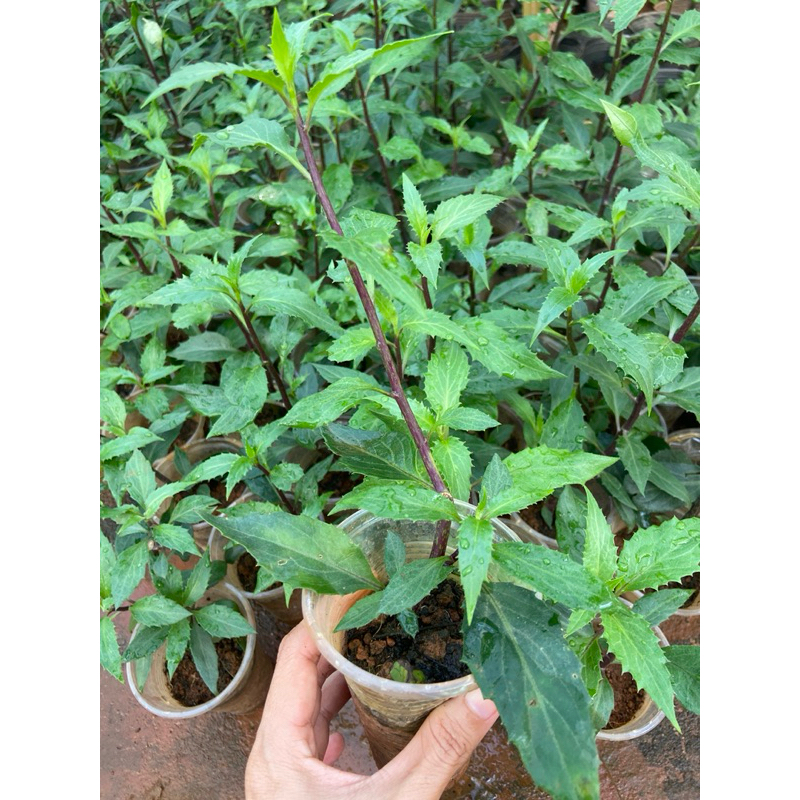 Cây giống rau lủi (lủi rừng, rau rừng Gia Lai)