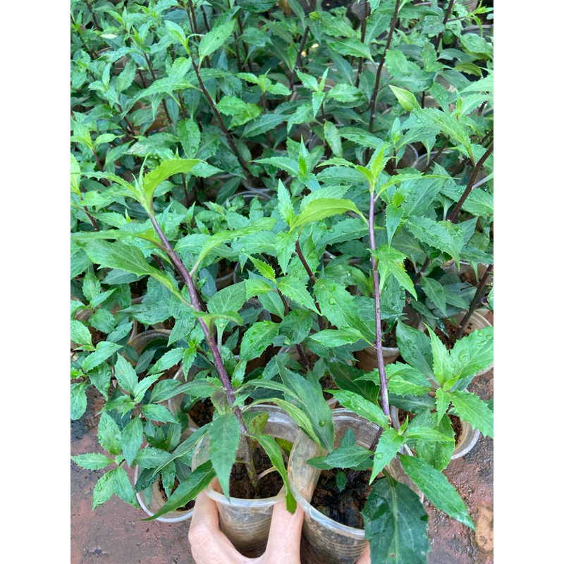 Combo 10 cây giống rau lủi (lủi rừng, rau rừng Gia Lai)