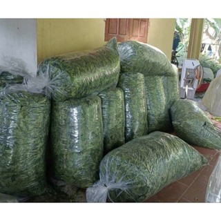Lá mắc mật sấy lạnh [thơm, xanh, ko cành]
