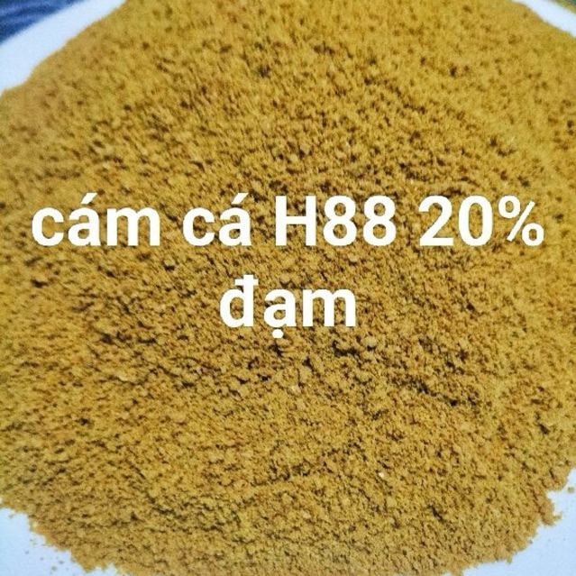 cám cá h88 xay mịn 20% độ đạm 500g