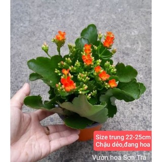 (VHST giao trong ngày) CÂY SỐNG ĐỜI HOA ĐỎ ĐƠN,.