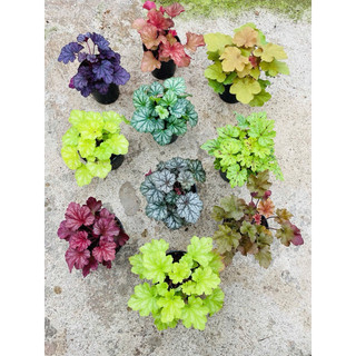 Chậu chuông san hô- Heuchera, cây lá màu, rực rỡ đủ sắc màu