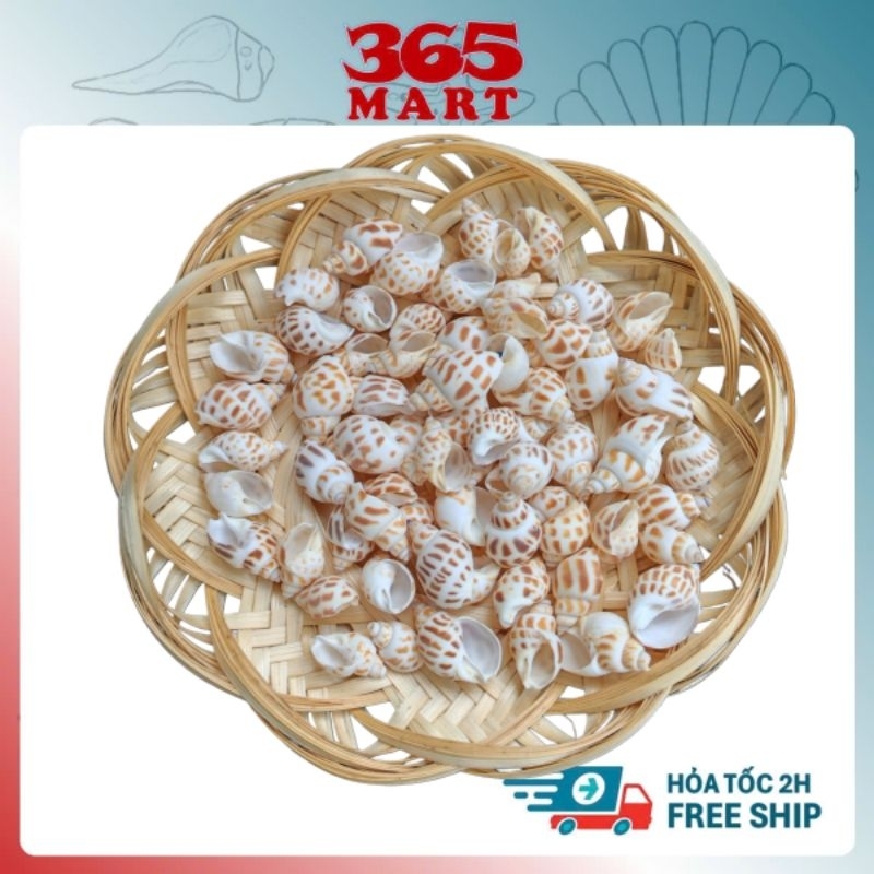 Vỏ Ốc Hương 100g - vỏ ốc trang trí- phụ kiện thủy sinh