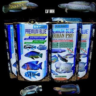CÁM AKARI BLUE -Hỗ Trợ Sắc Tố màu Cho cá Lóc Lạnh-hoàng đế - nữ hoàng - andrao -pháo ...