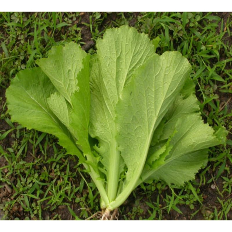 Hạt giống cải bẹ xanh, cải xanh mỡ lá to