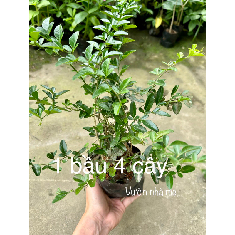 cây giống kim quýt con