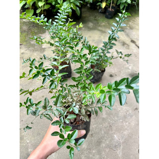 cây giống kim quýt con