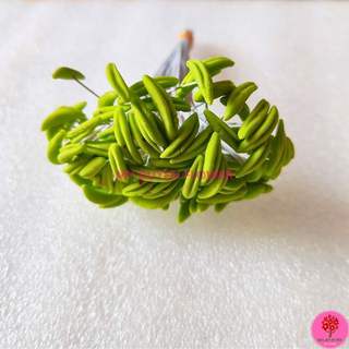 NHỊ HOA LY