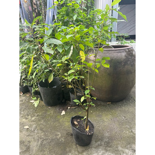[Hỏa tốc 3h] Cây sung nếp giống