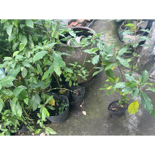 [Hỏa tốc 3h] Cây sung nếp giống