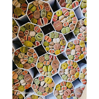 Chậu mix 10-12 cây lithops, thạch lan, sen mông (ảnh thật của shop)