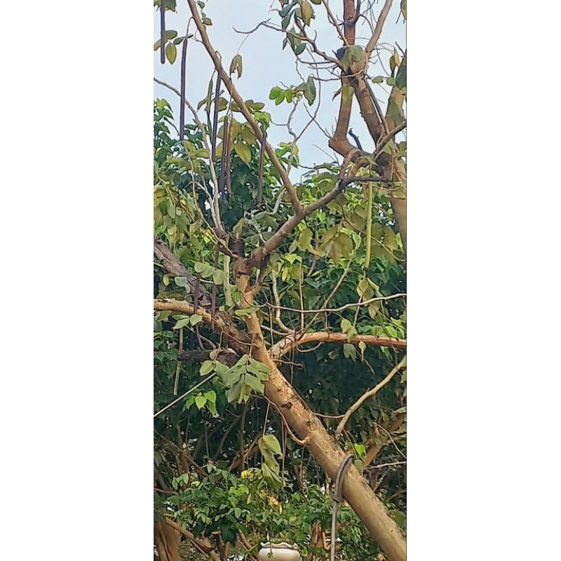 Trái mai hoàng hậu/ muồng hoàng yến