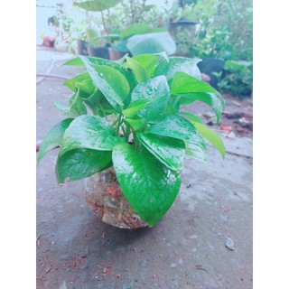 Trầu Bà Thái Trồng Thuỷ Sinh