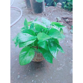 Trầu Bà Thái Trồng Thuỷ Sinh