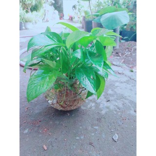 Trầu Bà Thái Trồng Thuỷ Sinh