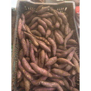 siêu rẻ khoai lang mật size nhỏ 15-18 củ combo5kg - size luộc