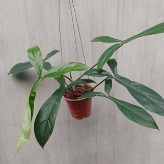 Chậu cây Philodendron 69689 (69686)
