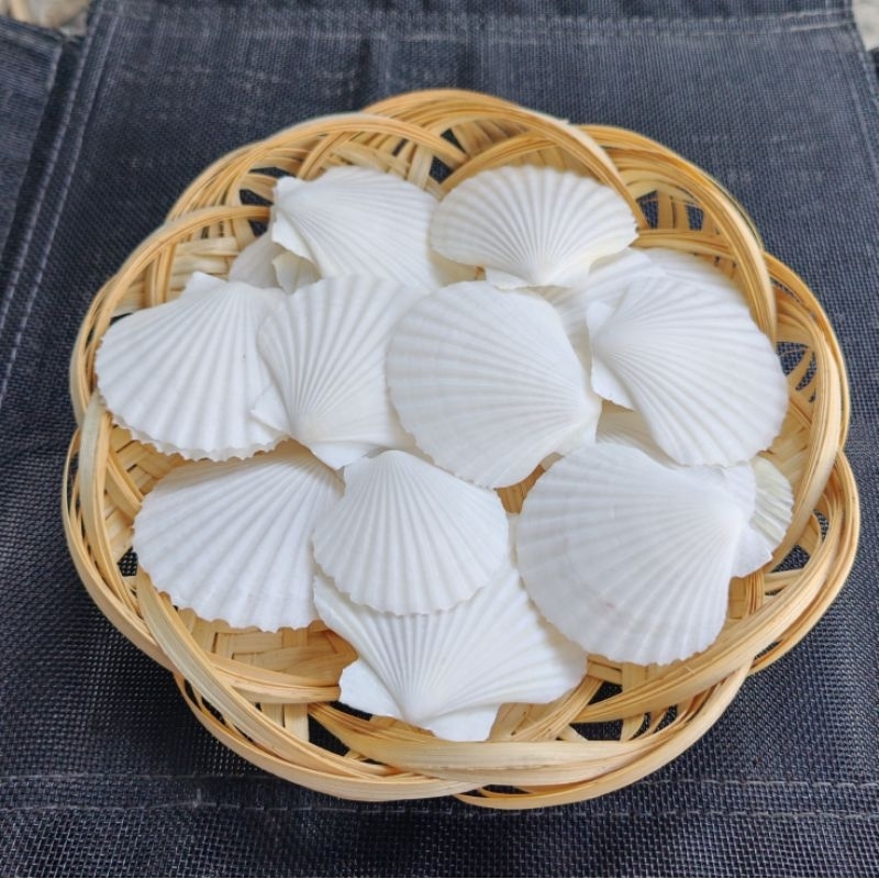 Vỏ sò điệp trắng 100g dùng làm đồ trang trí- phụ kiện thủy sinh