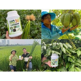 Phân Bón Sinh Học Bio36 Siêu Kích Rễ - Siêu Đi Đọt – Xanh Cây – Dày Lá – Cải Tạo Đất Bio36 Chính Hãng