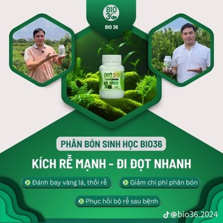 Phân Bón Sinh Học Bio36 Siêu Kích Rễ - Siêu Đi Đọt – Xanh Cây – Dày Lá – Cải Tạo Đất Bio36 Chính Hãng