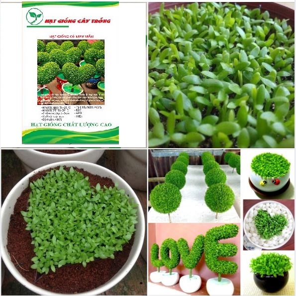 Hạt giống cỏ may mắn ( gói 1gram )