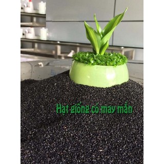 Hạt giống cỏ may mắn ( gói 1gram )