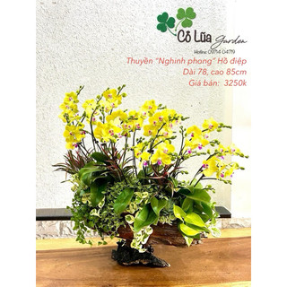 CHẬU GHÉP LAN - BÌNH CẮM HOA - CHẬU THUYỀN GHÉP LAN - CHẬU GỖ LŨA